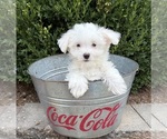 Enzo - Male Maltese Puppy for Sale - Photo #4