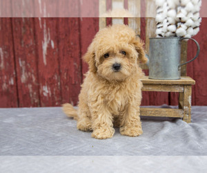 Maltipoo Litter for sale in MILLERSBURG, OH, USA