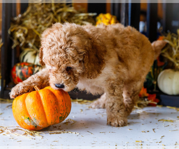 Medium Photo #5 Goldendoodle-Poodle (Miniature) Mix Puppy For Sale in WAKARUSA, IN, USA