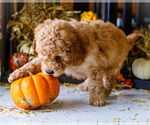 Small #4 Goldendoodle-Poodle (Miniature) Mix