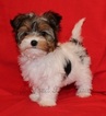Small Photo #1 Yorkshire Terrier Puppy For Sale in Winnipeg, Manitoba, Canada
