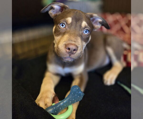 Medium Photo #1 Siberian Husky-Unknown Mix Puppy For Sale in Fargo, ND, USA