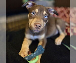 Siberian Husky-Unknown Mix Dogs for adoption in Fargo, ND, USA