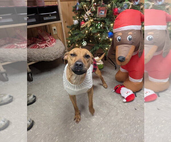Medium Photo #4 Mutt Puppy For Sale in Westminster, MD, USA