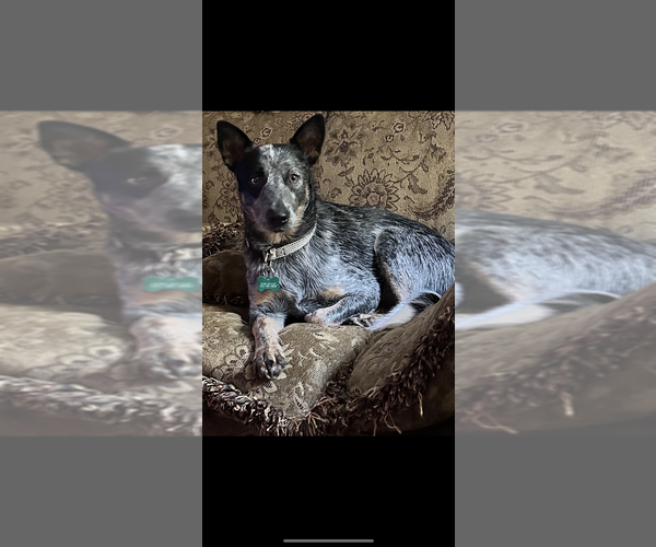 Medium Photo #1 Australian Cattle Dog-Cavapoo (Miniature) Mix Puppy For Sale in AKELEY, MN, USA