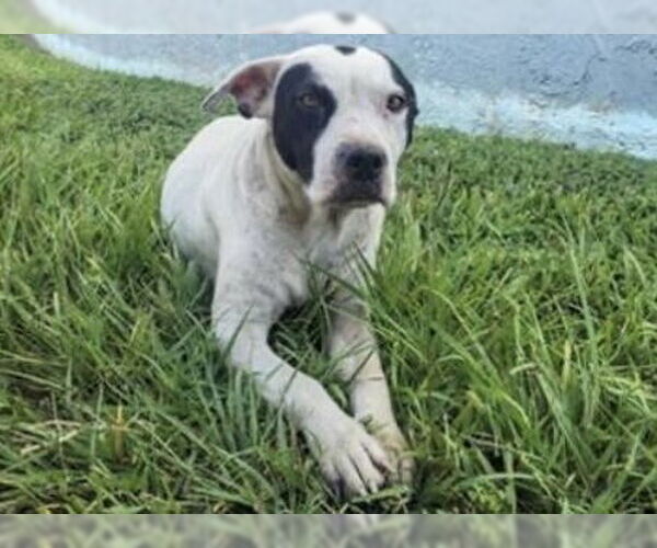 Medium Photo #2 Staffordshire Bull Terrier-Unknown Mix Puppy For Sale in Houston, TX, USA