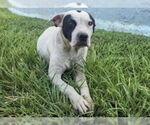 Small #1 Staffordshire Bull Terrier Mix