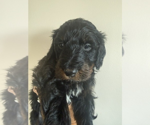 Medium Photo #2 Bernedoodle mix (+ Poodle Standard) Puppy For Sale in WAYLAND, MI, USA