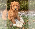 Small #2 Cockapoo (Toy)