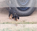Small #1 Black and Tan Coonhound-Bloodhound Mix
