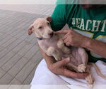Small #3 Labrador Retriever Mix