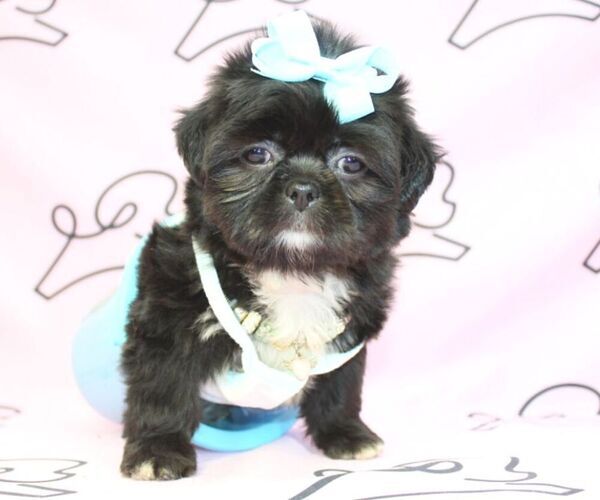 Medium Photo #6 Shih Tzu Puppy For Sale in LAS VEGAS, NV, USA