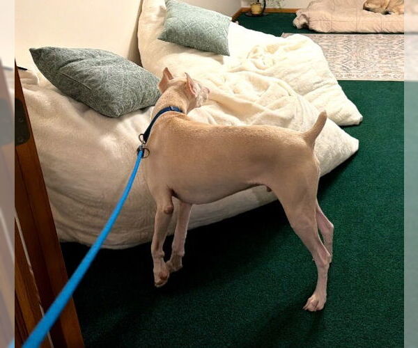 Medium Photo #12 Doberman Pinscher Puppy For Sale in Buffalo, MN, USA