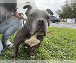 Small #13 Bulldog Mix