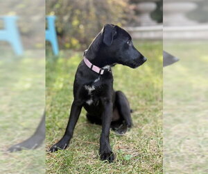 Bitzy - Female Mutt Dog for Adoption - Photo #2