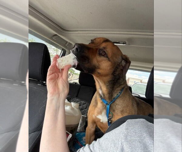 Medium Photo #2 Black Mouth Cur-Boxer Mix Puppy For Sale in Winston Salem, NC, USA