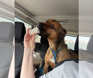 Barry - Male Black Mouth Cur-Boxer Mix Dog for Adoption - Photo #2