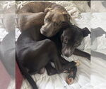 Small #8 American Pit Bull Terrier