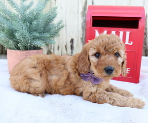 Goldendoodle (Miniature) Puppy for sale in HONEY BROOK, PA, USA