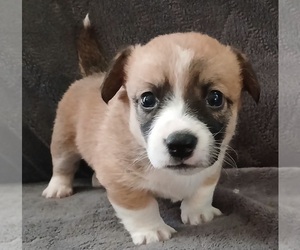 Dorgi-Pembroke Welsh Corgi Mix Puppy for Sale in CARLYLE, Illinois USA