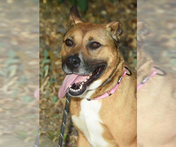 Medium Photo #1 Boxer-Unknown Mix Puppy For Sale in Marina Del Rey, CA, USA