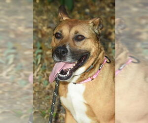 Boxer-Unknown Mix Dogs for adoption in Marina Del Rey, CA, USA