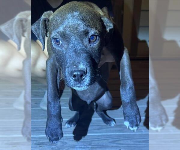 Medium Photo #1 American Staffordshire Terrier-Unknown Mix Puppy For Sale in San Antonio, TX, USA