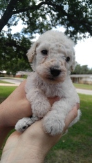 Goldendoodle Puppy for sale in GRAHAM, TX, USA