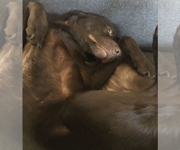 Medium Photo #2 - Mix Puppy For Sale in Woodland, CA, USA