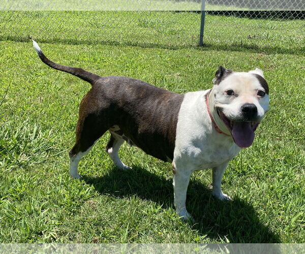 Medium Photo #9 Mutt Puppy For Sale in Virginia Beach, VA, USA