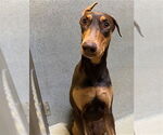 Small Doberman Pinscher