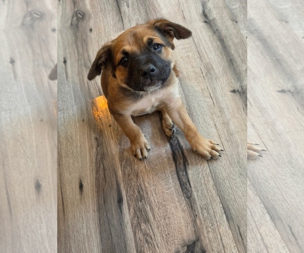 Medium Photo #1 German Shepherd Dog-Unknown Mix Puppy For Sale in Hinton, WV, USA
