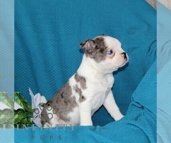 Medium Photo #6 Boston Terrier Puppy For Sale in QUARRYVILLE, PA, USA