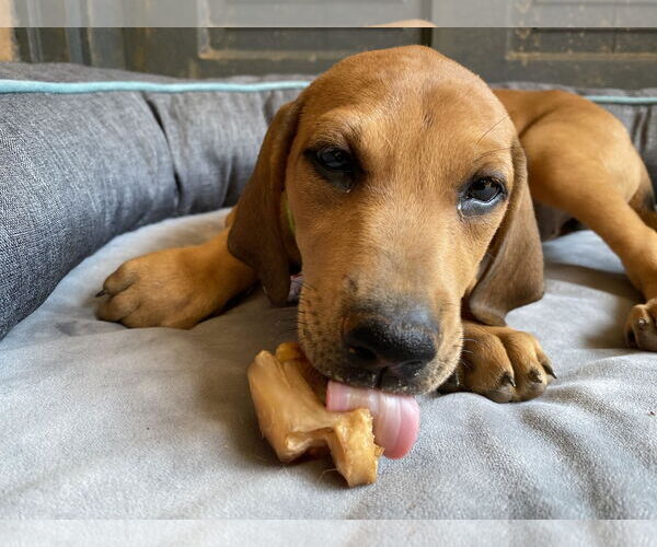 Medium Photo #10 Doberman Pinscher-Unknown Mix Puppy For Sale in Randleman , NM, USA