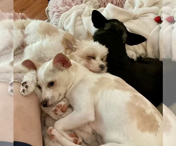 Medium Photo #2 Chihuahua-Unknown Mix Puppy For Sale in Mooresville, NC, USA