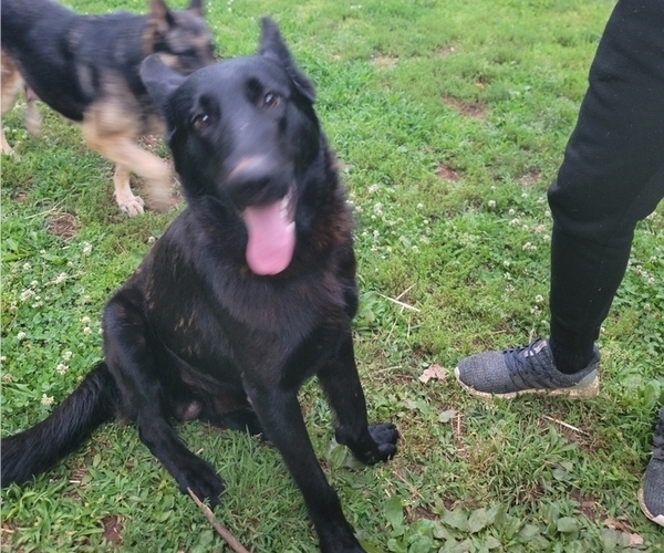 Medium Photo #1 German Shepherd Dog Puppy For Sale in NORCROSS, GA, USA