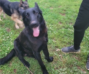 Father of the German Shepherd Dog puppies born on 04/14/2025