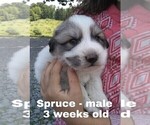 Small Photo #32 Great Pyrenees Puppy For Sale in HILLSVILLE, VA, USA
