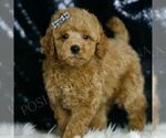 Small #2 Goldendoodle (Miniature)