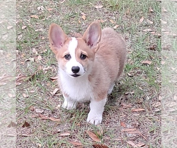 Medium Photo #4 Pembroke Welsh Corgi Puppy For Sale in HILLIARD, FL, USA