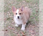 Small #3 Pembroke Welsh Corgi