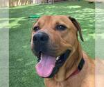 Small #30 Chinese Shar-Pei-Labrador Retriever Mix