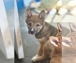 Small #14 Shiba Inu