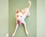 Small #1 Gerberian Shepsky