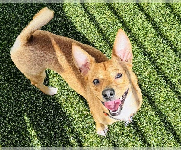 Medium Photo #2 Basenji-Chihuahua Mix Puppy For Sale in Mission Viejo, CA, USA