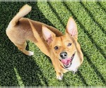 Small #1 Basenji-Chihuahua Mix