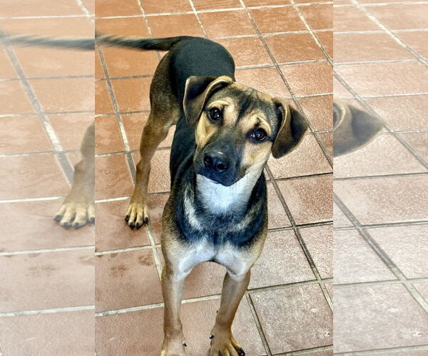 Medium Photo #2 Mutt Puppy For Sale in Jefferson, NJ, USA