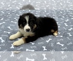 Small #16 Miniature Australian Shepherd