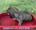 Small #1 Dachshund