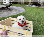 Small Photo #24 Labrador Retriever Puppy For Sale in MIAMI, FL, USA